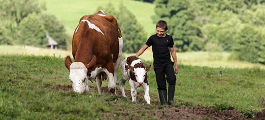 Les vaches